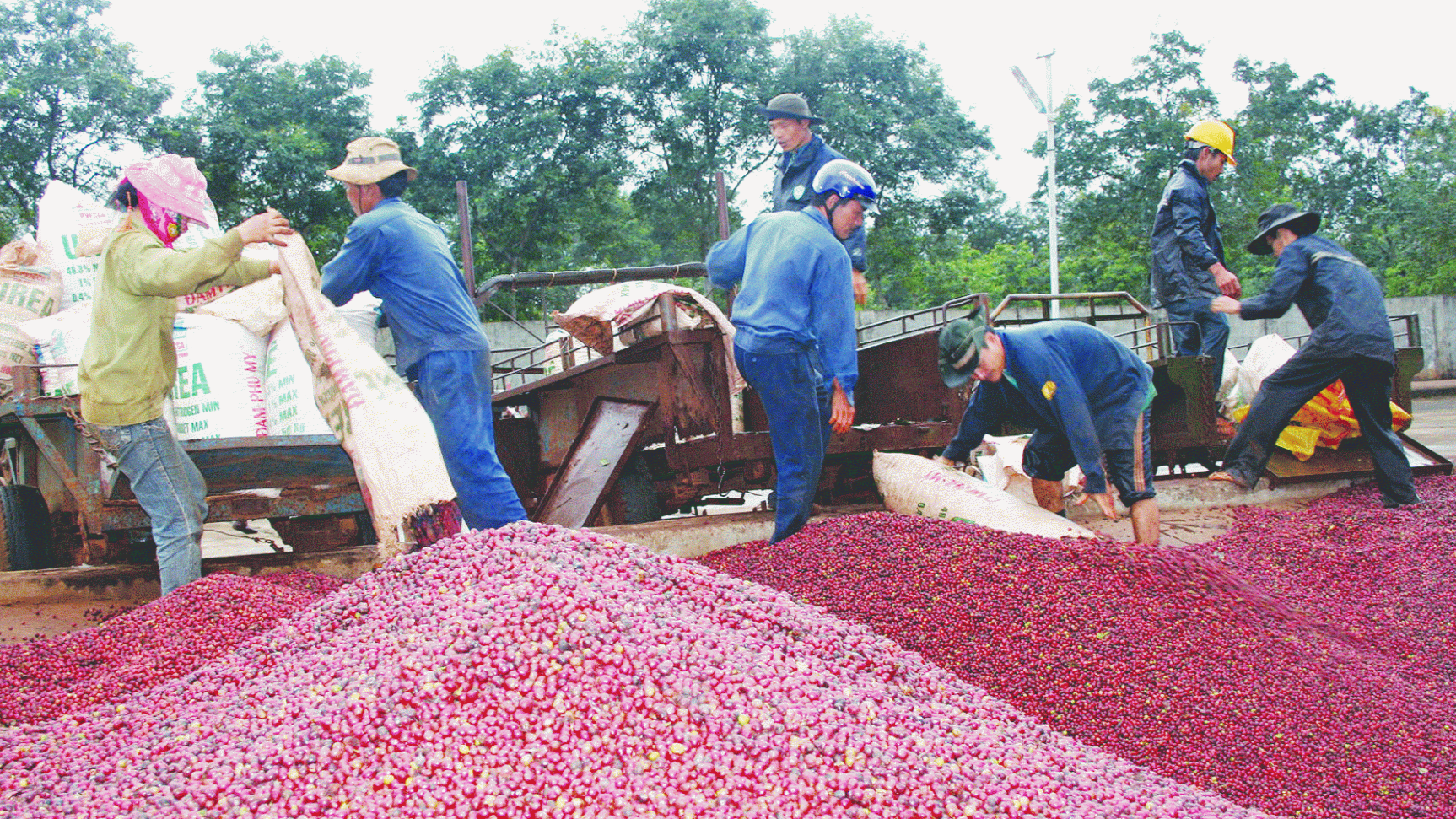 Khát vọng nâng tầm nông sản Việt xuất khẩu 